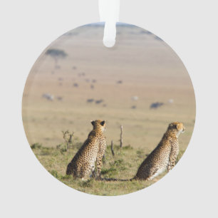 Two cheetahs on the look out ornament