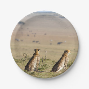 Two cheetahs on the look out paper plate