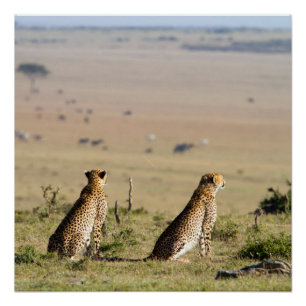 Two cheetahs on the look out poster