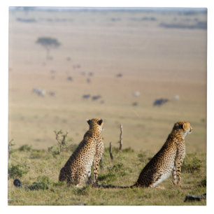 Two cheetahs on the look out tile