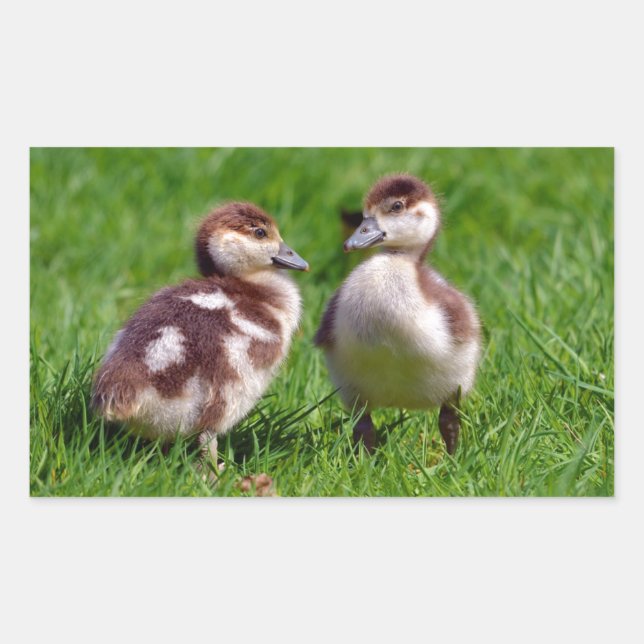 Two chicks of Egyptian Geese Sticker (Front)