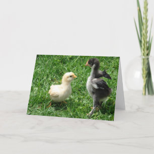 Two Chicks Slight Disagreement Card
