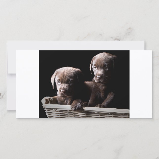 Two Chocolate Labrador Puppies (Front)