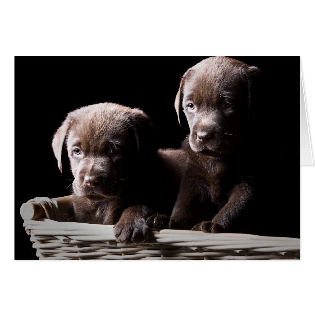 Two Chocolate Labrador Puppies (Front Horizontal)