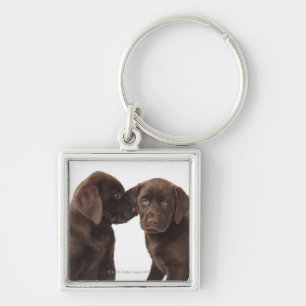 Two chocolate Labrador Retriever Puppies Keychain