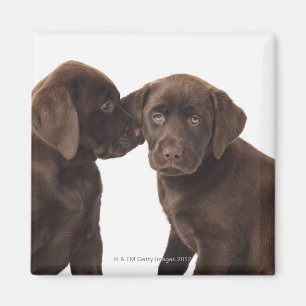 Two chocolate Labrador Retriever Puppies Magnet