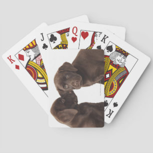 Two chocolate Labrador Retriever Puppies Playing Cards