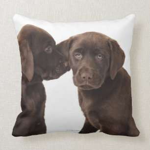 Two chocolate Labrador Retriever Puppies Throw Pillow