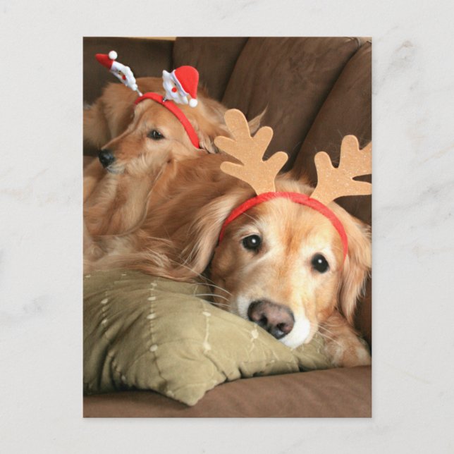 Two Christmas Holiday Golden Retrievers (Front)