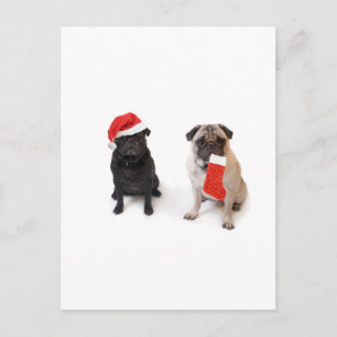 Two christmas pugs holiday postcard