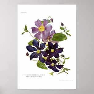 Two Clematises Poster