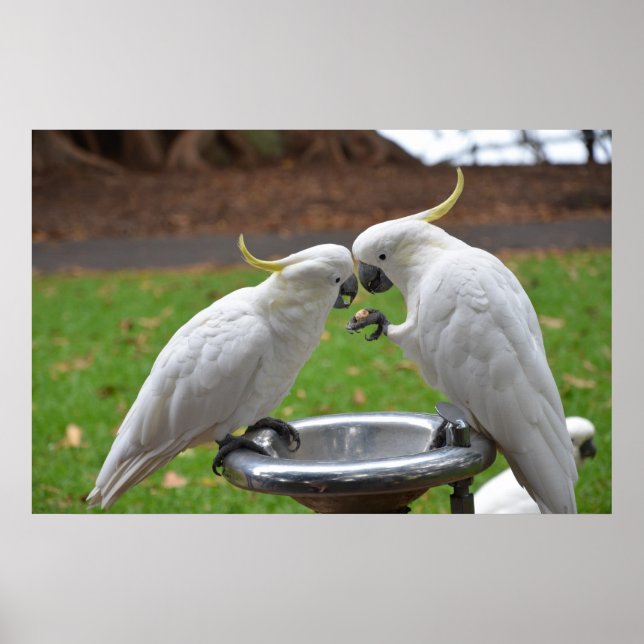 Two Cockatoos Sweet Moments Poster (Front)