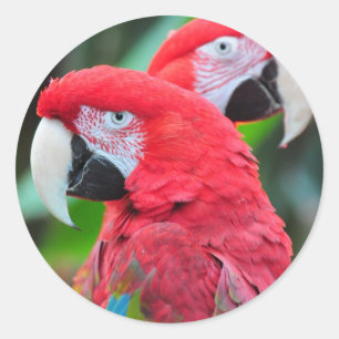 Two colorful macaw parrots classic round sticker