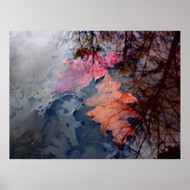 Two Colourful Autumn Leavew in Water Pool Poster (Front)