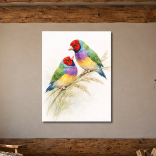 Two Colourful Gouldian Finch Birds Poster
