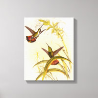 Two Colourful Hummingbirds Aiming for Same Flower