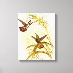 Two Colourful Hummingbirds Aiming for Same Flower Canvas Print