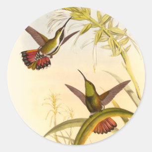 Two Colourful Hummingbirds Aiming for Same Flower Classic Round Sticker