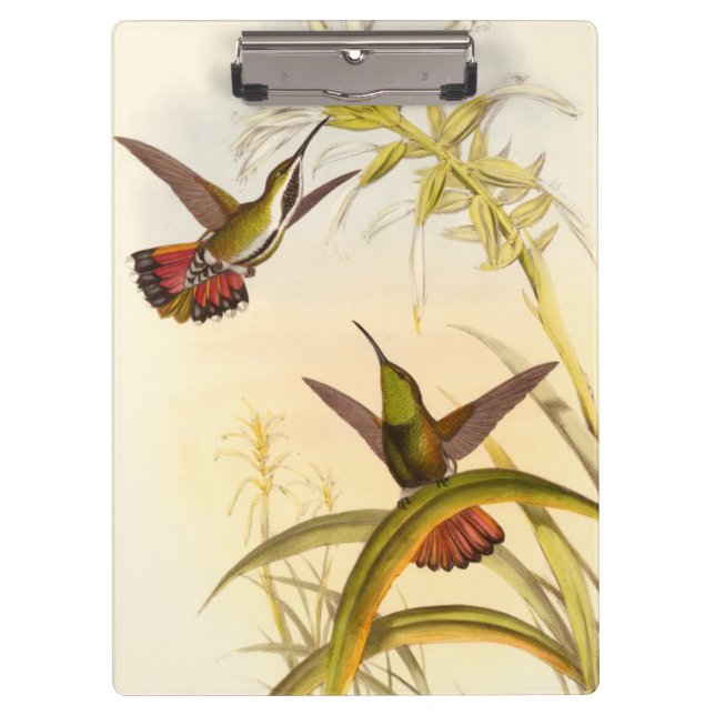 Two Colourful Hummingbirds Aiming for Same Flower Clipboard (Front)