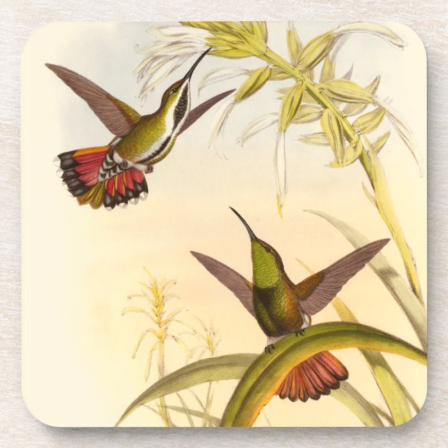 Two Colourful Hummingbirds Aiming for Same Flower Coaster (Front)
