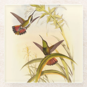 Two Colourful Hummingbirds Aiming for Same Flower Glass Coaster