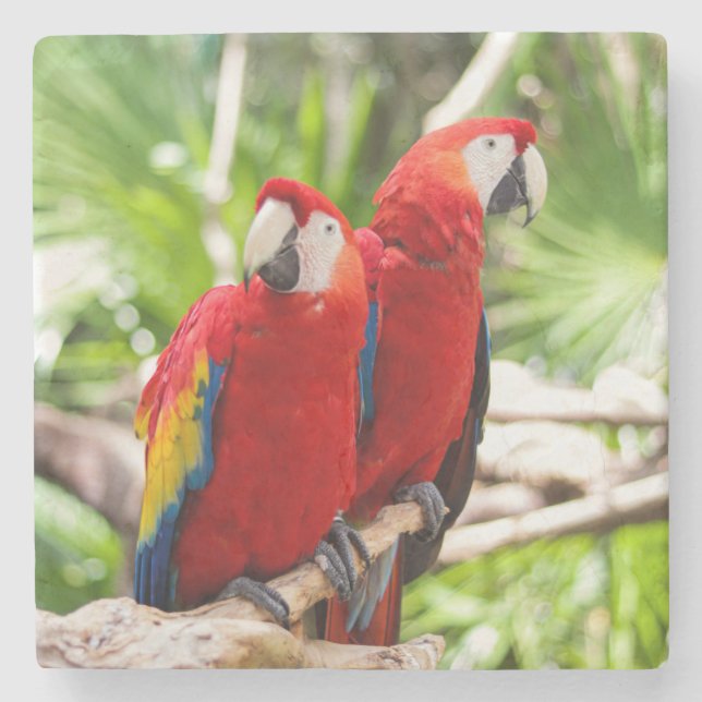 Two Colourful Parrots on a Tree Branch Stone Coaster (Front)