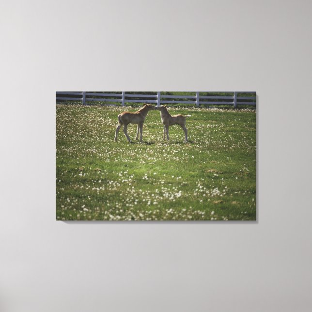 Two colts in field canvas print (Front)