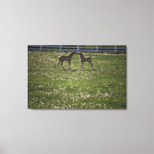 Two colts in field canvas print