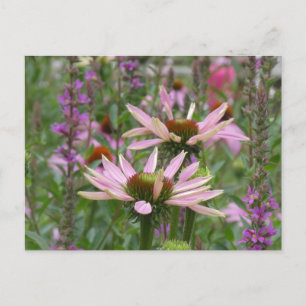 Two Coneflowers & Wildflowers DIY Postcard