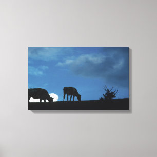 Two cows in silhouette grazing on hillside canvas print