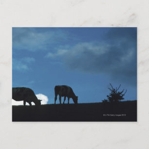 Two cows in silhouette grazing on hillside postcard