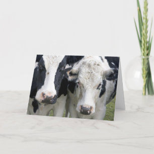 Two cows look up to say hello. card