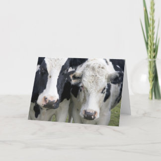 Two cows look up to say hello. card