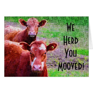 Two Cows  We Herd You Mooved!