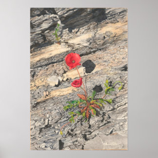 Two Crumbly Cretaceous Poster