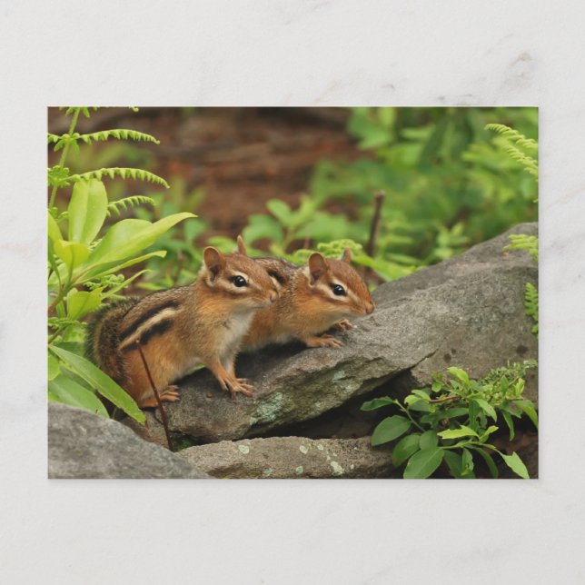 Two Cute Baby Chipmunks Postcard (Front)