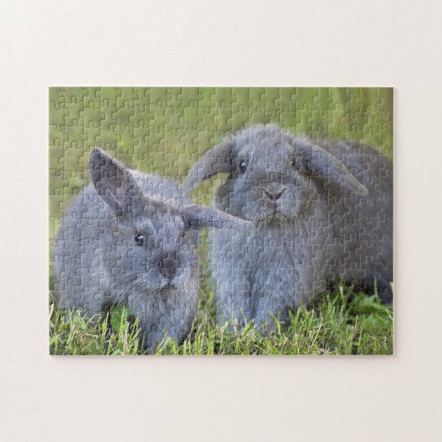 Two Cute Baby Grey Holland Lop Bunny Rabbits Jigsaw Puzzle (Horizontal)