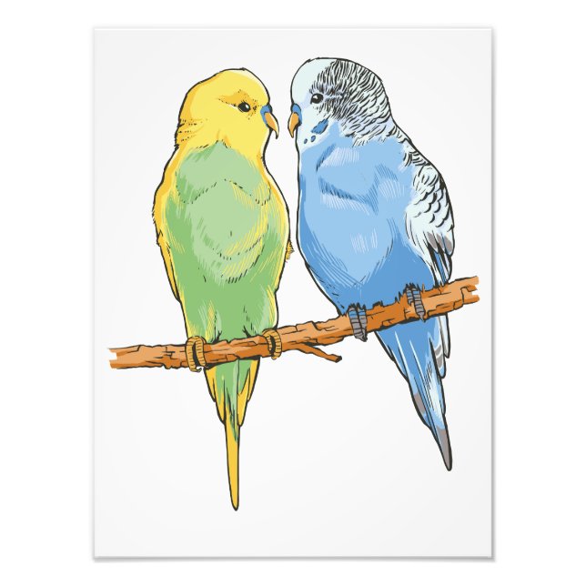 Two cute blue and green Budgies Photo Print (Front)