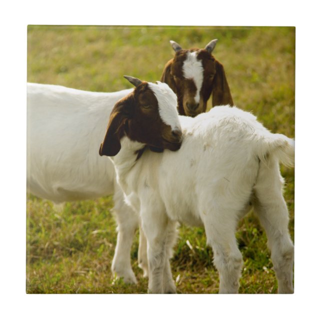 Two Cute Boer Goats Rustic Tile (Front)