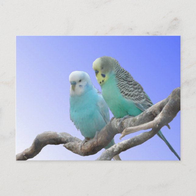 Two Cute Budgerigar Birds DIY Postcard (Front)