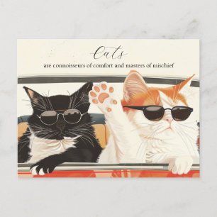 Two Cute Cats Postcard