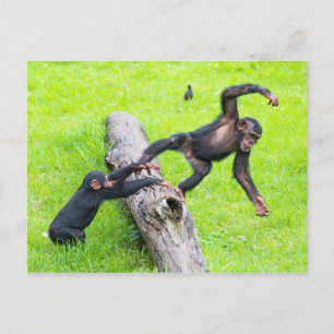 Two cute cheeky baby chimps playing on a log postcard