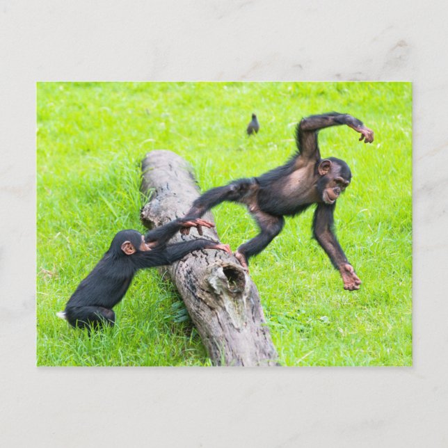 Two cute cheeky baby chimps playing on a log postcard (Front)