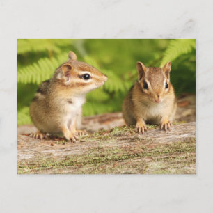 Two Cute Chipmunk Babies Postcard