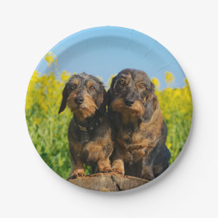 Two Cute Dachshund Dogs Dackel Photo Funny Party Paper Plate