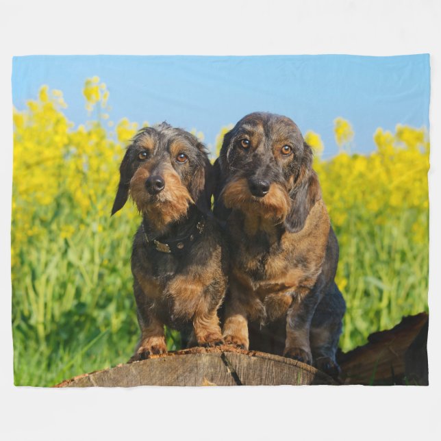 Two Cute Dachshund Dogs Dackel Portrait Photo soft Fleece Blanket (Front (Horizontal))