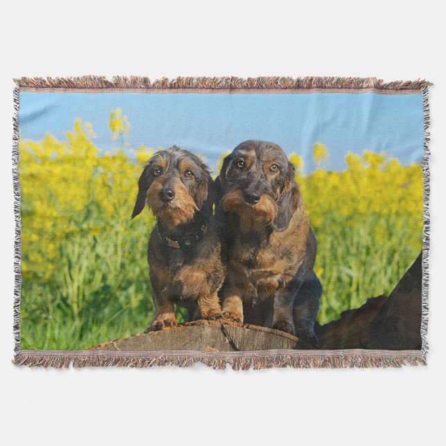 Two Cute Dachshund Dogs Dackel Portrait Photo - Throw Blanket (Front)