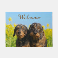 Two Cute Dachshunds Dogs Dackel Friends - Welcome
