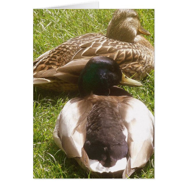 Two Cute Ducks Card (Front)