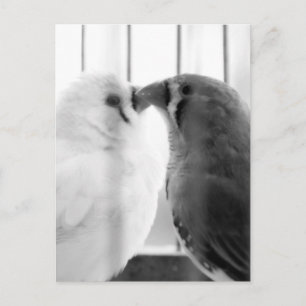 Two Cute Finch Birds in Cage Holiday Postcard